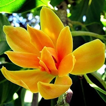 Champaca White Floral Absolute Oil 